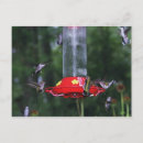Search for migrator postcards Birds