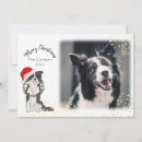 Search for border collie puppy christmas cards Pet