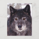 Search for black wolf vertical postcards Animal