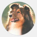 Search for shelti stickers Collie