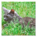 Search for pretty kitty art Kitties