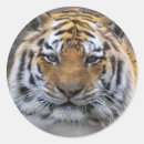 Search for tiger sayings stickers Humour
