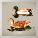 Search for mallard ducks posters Birds