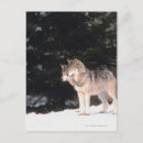 Search for animals of north america postcards Vertical