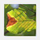 Search for green leaf magnets Nature photography