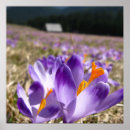 Search for crocuses Flower