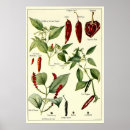 Search for chilli posters Pepper