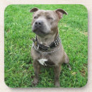 Search for sit coasters Pet
