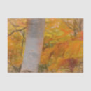 Search for birch trees tissue paper Fall