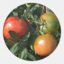 Search for ripe stickers Organic