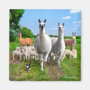 Search for guarde magnets Pets