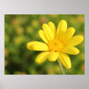 Search for yellow flower posters Beautiful