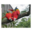 Search for scarlet macaws art Red