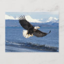 Search for balding postcards Profile