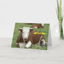 Search for bovines cards Funny