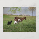 Search for pet goat postcards Cute