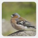 Search for coelebs Bird
