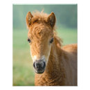 Search for shetland pony gifts Foal