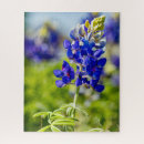 Search for texas bluebonnet Blue flowers