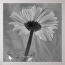 Search for gerbera photography Daisies
