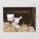 Search for newborn baby postcards Cute