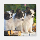 Search for papillons magnets Cute