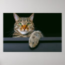 Search for animal faces posters Cat