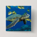 Search for tortoise square badges Sea