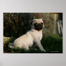 Search for 12 weeks posters Pug
