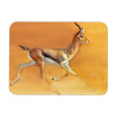 Search for antelopes magnets Horns