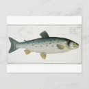 Search for andrea horizontal postcards Kruger