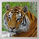 Search for tiger face posters Mammal