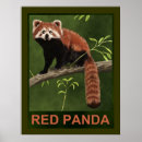 Search for panda posters Wildlife