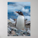 Search for antarctica penguin posters Blue