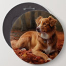 Search for scotia badges Dog