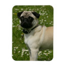 Search for playing magnets Canine photographer