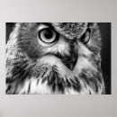 Search for animal black and white owl art Wildlife