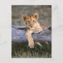 Search for lion cub postcards Safari animals