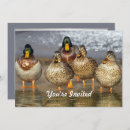 Search for mallard duck invitations Anas platyrhynchos