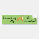 Search for greyhound bumper stickers Iggy