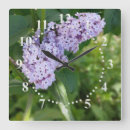 Search for lilac clocks Green