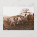 Search for piglet postcards Baby