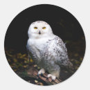 Search for white bird stickers Bird of prey