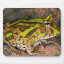 Search for vertebrate mouse mats Frog