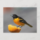 Search for oriole postcards Orange