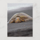 Search for hawaii turtle postcards Beach