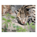 Search for ocelot posters Cat
