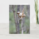 Search for monkey photo cards Cute animals