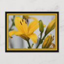 Search for lillie postcards Lilly