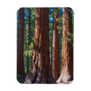 Search for tree trunks magnets California